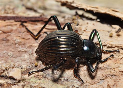 darkling beetle