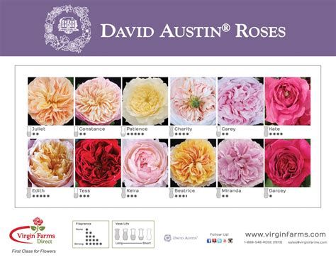 David Austin Rose Catalogue