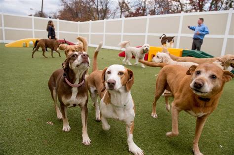 day care for dogs