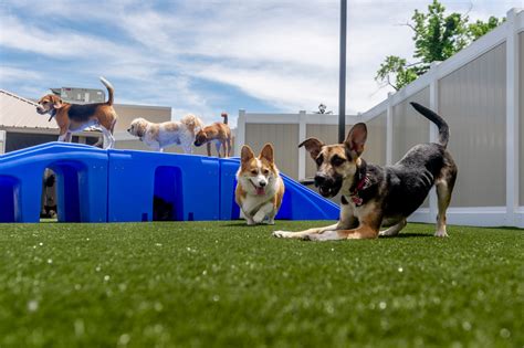 daycare for dogs near me