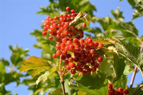 de dag van de rode bessen Reader
