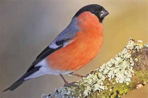 de goudvink zijnde de vijftigste boekvink Doc