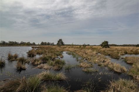 de heide en het hoogveen Epub