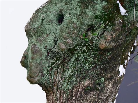 de klimmende boomvrouw Doc