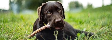 de labrador retriever rassengids in kleur geschiedenis aanschaf en verzorging Epub