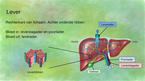 de lever als regulator van de gezondheid levenslessen Doc