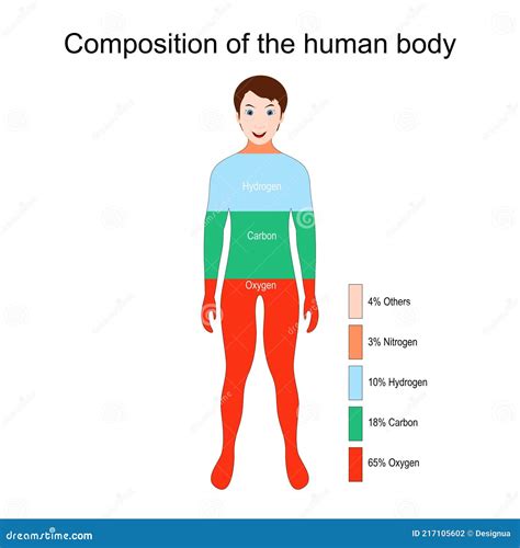 de samenstelling van het menselijk lichaam body composition PDF