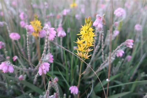 de schoonheid van de wilde plant met 183 fotos en beschrijvingen Reader