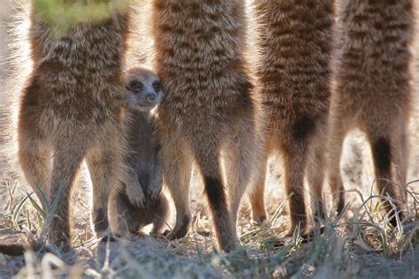 de vogels parool life natuurserie Reader