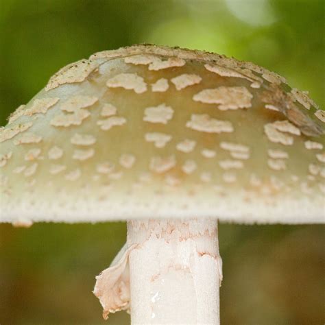 death cap mushrooms free shipping