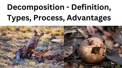 decomposition decomposition PDF