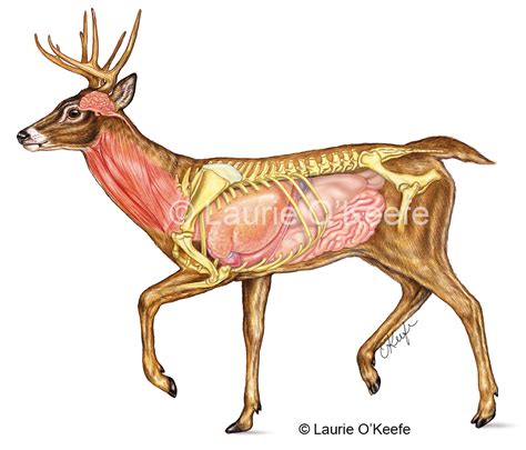 deer anatomy