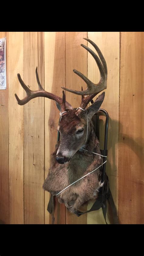 deer mounted