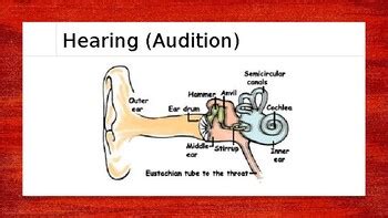 define audition in psychology