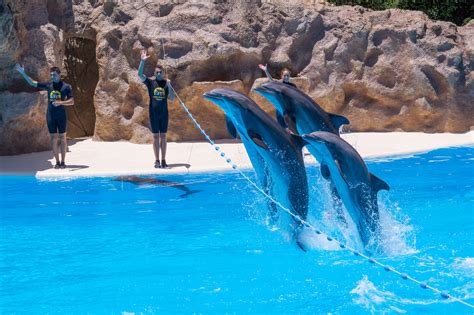 delfine loro parque tischkalender 2016 Epub