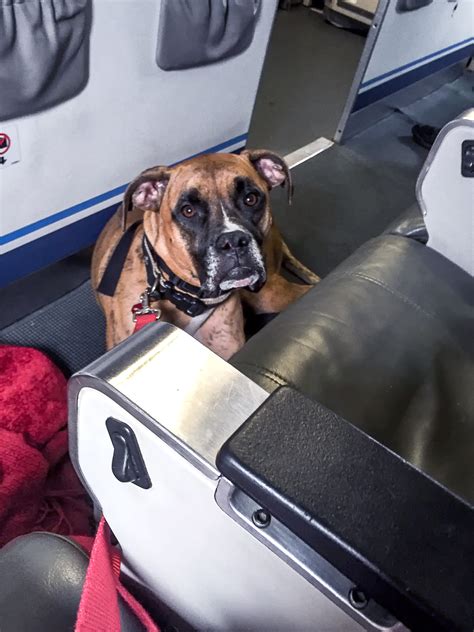 delta airlines service animals