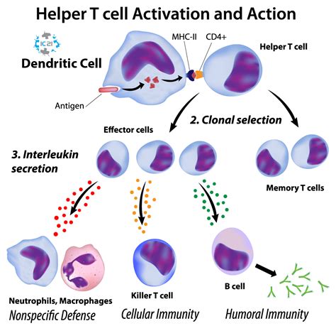 dendritic cells in clinics dendritic cells in clinics Doc