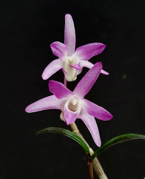 dendrobium moniliforme