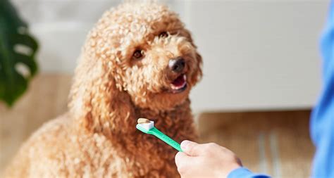 dental care for dogs near me