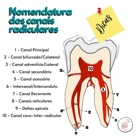 dentes canais