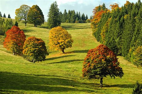 der baum im bilde der landschaft naturaufnahmen Reader