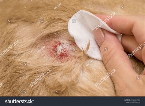 dermatitis in dogs cure