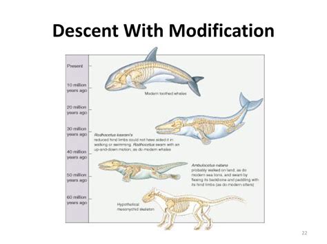 descent with modification describes the process of multiple choice question.