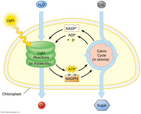 describe how atp is produced in the light reactions