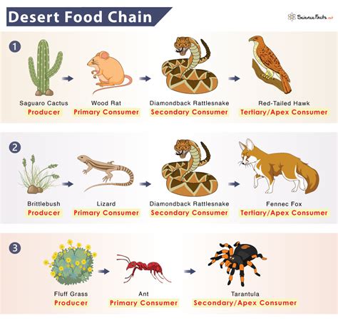 desert food chains young explorer food chains and webs PDF