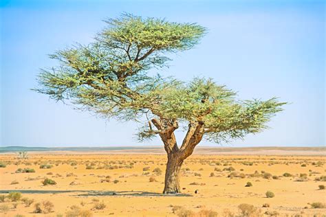 desert tree