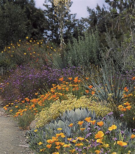 designing california native gardens designing california native gardens Reader