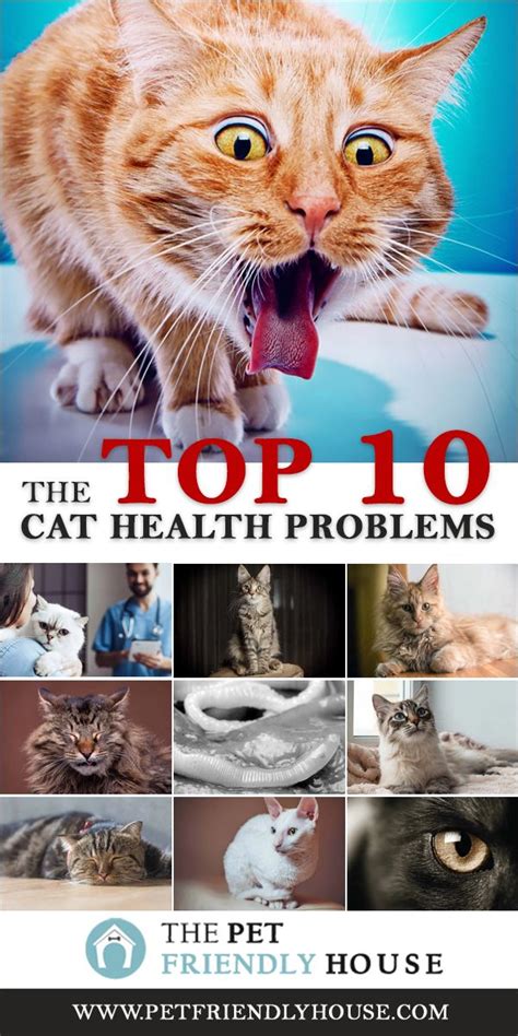 detect health issues in your cat