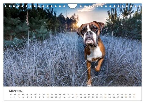 deutscher boxer wandkalender fotografiert monatskalender Doc