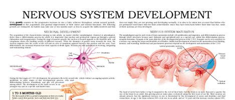 development of the nervous system development of the nervous system PDF