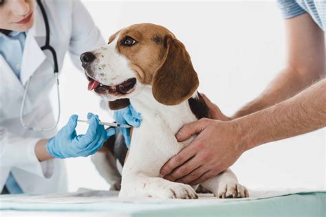 dhlpp vaccine for dogs