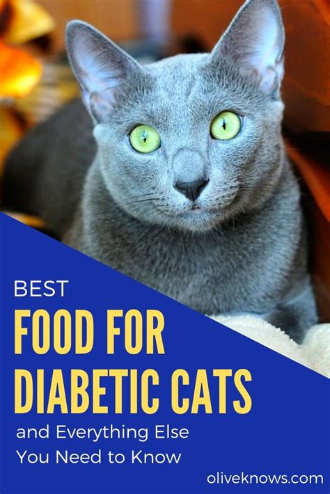 diabetes cat food