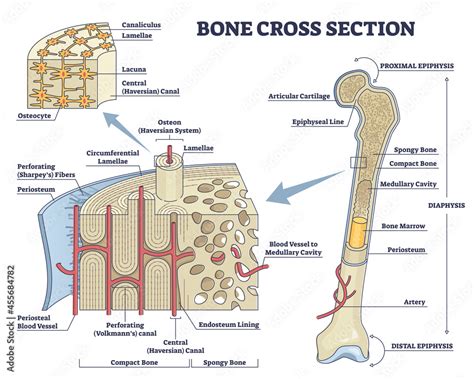 diagram cross section long bone pdf Kindle Editon