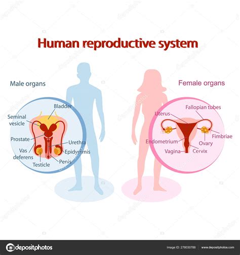 diagram human reproductive system PDF