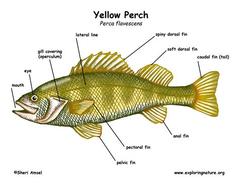 diagram of a yellow perch Kindle Editon