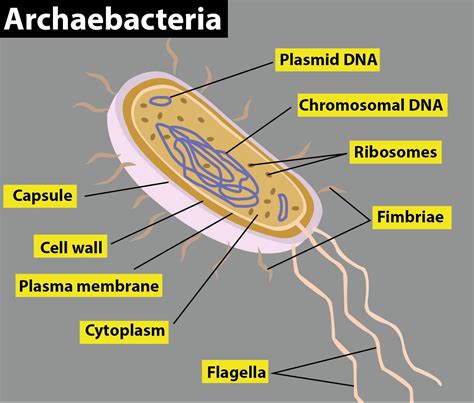 diagram of archaebacteria pdf PDF