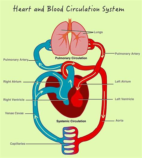 diagram of circulatory system for children Kindle Editon