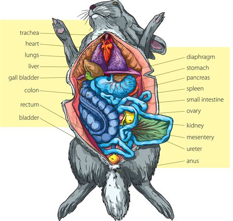 diagram of dissected rabit PDF