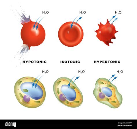 diagram of hypertonic hypotonic isotonic pdf PDF