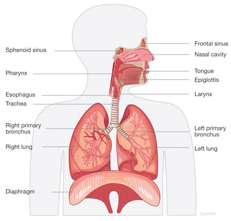 diagram of the respiratory system Reader