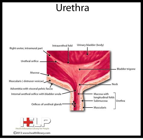 diagram of uretha pdf PDF