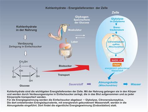 diastasen ihre rolle praxis kohlenhydrate Epub