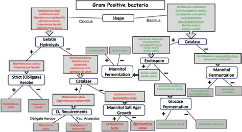 dichotomous key template for gram positive bacteria Ebook Kindle Editon