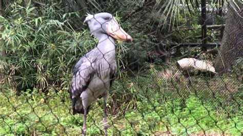 did the shoebill stork die at the houston zoo PDF
