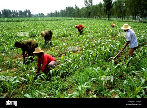 die landwirtschaft in china und indien PDF