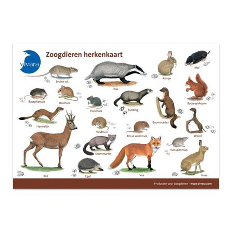 dierkunde i de zoogdieren Reader